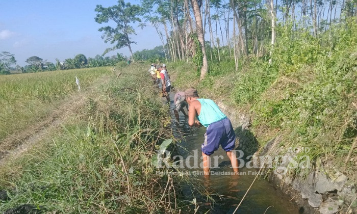 Petani Dan Pembanyon Di Wonokerto Tekung Bersihkan Saluran Irigasi Rowo