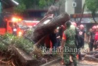 Pohon tumbang di City walk Jalan Slamet Riyadi Kel. Kauman RT 2 RW 03 Kecamatan Pasar Kliwon Kota Surakarta