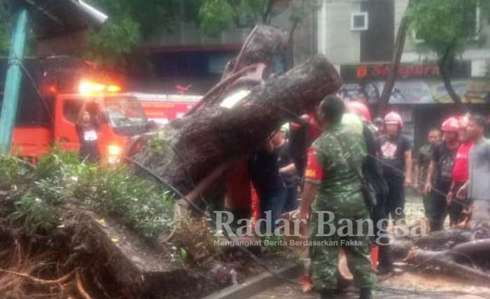 Pohon tumbang di City walk Jalan Slamet Riyadi Kel. Kauman RT 2 RW 03 Kecamatan Pasar Kliwon Kota Surakarta