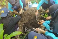 Mahasiswa KKN Unesa melakukan pembibitan dan penanaman Tanaman Obat Keluarga (TOGA) di Desa Sedatigede, Sidoarjo