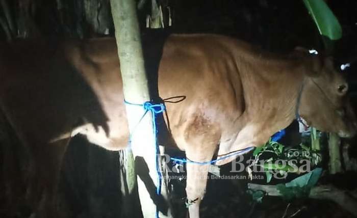 Sapi hasil curian Milik Sagimin Warga Desa Banjar Talela Kec Camplong di temukan warga Desa Napo Daya Kecamatan Omben Sampang