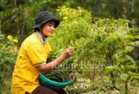Sinar Mas Agribusiness and Food berkolaborasi dengan beberapa mitra, termasuk Universitas Wagenigen, Belanda dalam melaksanakan Program Mata Pencaharian Alternatif melalui implementasi Pertanian Ekologis Terpadu.