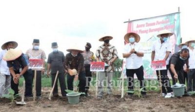 Bupati Lampung Selatan, H. Nanang Ermanto bersama Ketua Komisi IV DPR RI, Sudin, SE lakukan Penanaman Perdana Komoditi Pisang Barangan Merah di Kebun Nursery PT Talun Jaya Abadi [KMF]