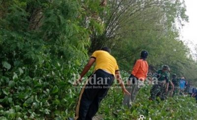 Koramil 0812/15 Karanggeneng jajaran Kodim 0812 Lamongan melaksanakan karya bhakti membersihkan eceng gondok di Kali pati Desa Kendalkemlagi  [IST]