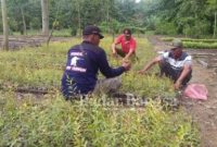 Nanang Sunarko, Asper, BKPH Kambangan, saat meninjau pembibitan minyak kayu putih, bersama mandor tanam [PRAS]