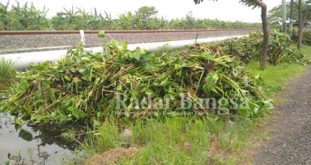 Pembuangan enceng gondok  di bahu jalan Nasional [IST]