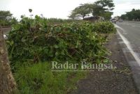 Tumpukan Eceng Gondok di Jalan Nasional {IST]