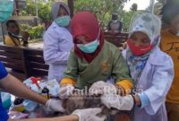 Kepala Disnakeswan Kabupaten Lamongan Sukriyah saat memberikan vitamin kepada puluhan kucing, Jumat (05/03/2021)