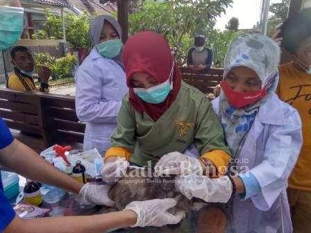 Kepala Disnakeswan Kabupaten Lamongan Sukriyah saat memberikan vitamin kepada puluhan kucing, Jumat (05/03/2021)