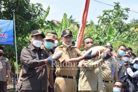 Bupati Yuhronur Efendi saat melakukan kunjungan ke Kolam Budidaya Ikan Koi sekaligus Pencanangan Kampung Budidaya Koi di Desa Latukan  [IST]