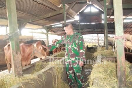  Dandim, Letkol Inf Sidik Wiyono saat kunjungi tempat Hewan Ternak [IST]