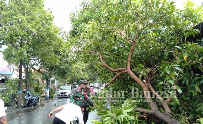 Babinsa Koramil 0812/01 Lamongan kota sertu Agus Siswandi bersama warga dengan sigap melakukan evakuasi tumbangnya pohon mangga [IST]