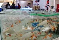 Pameran dan kompetisi Latber ikan Koi digelar oleh LKC bertempat di Lamongan Plaza sejak 1 April sampai 4 April 2021  [IST]