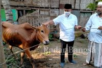 Ketua DPD Partai NasDem Kabupaten Kediri, Drs. H. Lutfi Mahmudiono menyerahkan hewan sapi qurban kepada Pengasuh Ponpes Mahir Arriyadl Ringinagung, KH. Muhammad Munsib Maisur