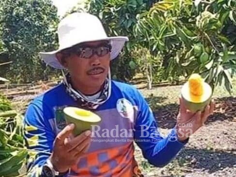 Kepala Desa Tombo wetan H.Hariono ikut menjadi duta promosi mangga Klonal 21