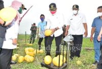 Bupati Lamongan dengan Warga Dusun Pereng, Desa Sumberjo, Kecamatan Pucuk Lamongan Sajikan Petik Buah Semangka Langsung di Sawah. Rabu, (18/08/2021)