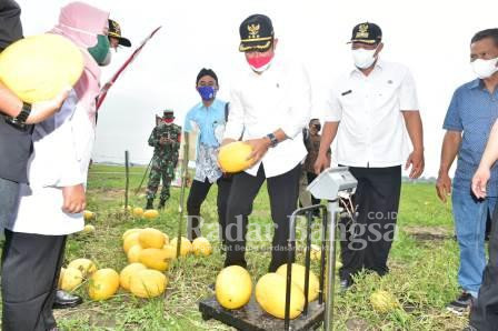 Bupati Lamongan dengan Warga Dusun Pereng, Desa Sumberjo, Kecamatan Pucuk Lamongan Sajikan Petik Buah Semangka Langsung di Sawah. Rabu, (18/08/2021)