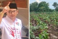 (kanan) Ketua DPRD Lamongan (kiri) Lahan petani tembakau di wilayah kecamatan Sambeng Lamongan Jawa Timur yang gagal panen
