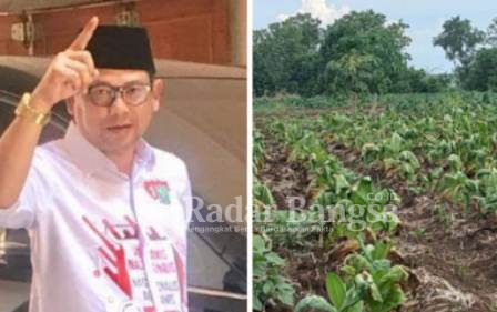 (kanan) Ketua DPRD Lamongan (kiri) Lahan petani tembakau di wilayah kecamatan Sambeng Lamongan Jawa Timur yang gagal panen
