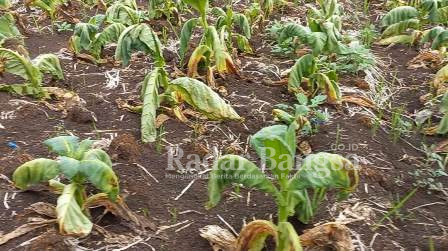 Kondisi tanaman tembakau di wilayah Lamongan selatan yang terancam gagal panen, Kamis (16/09)