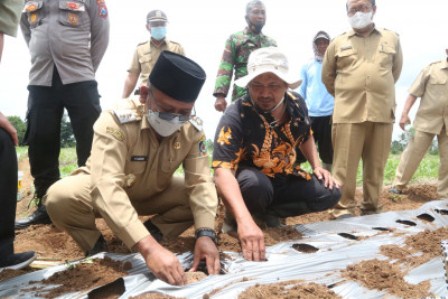  Wakil Bupati Banywuangi, Sugirah saat menghadiri penanaman perdana porang di Desa Sukorejo, Kecamatan Bangorejo Banyuwangi, kemarin Senin (4/10/2021)