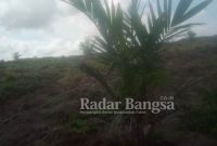 Tanaman sawit
