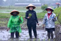 Ketua DPR RI, Puan Maharani (tengah) saat ikut menanam padi bersama petani di Sleman, DI Yogyakarta