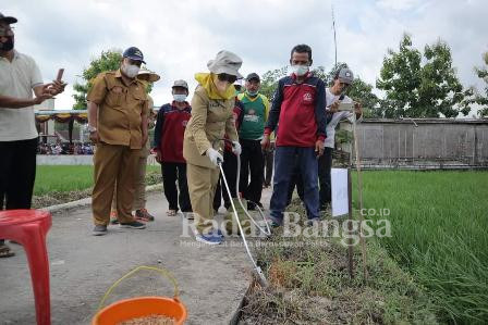 Kepala Dinas Ketahanan Pangan dan Pertanian Kabupaten Lamongan, Ir Sukriyah saat melakukan gerakan pengendalian hama tikus di desa Kadungrembug dengan menggunakan metode pengomposan, Rabu (12/01) (IST)