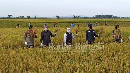  Gubernur Khofifah yang didampingi Bupati Tuban, Aditya Halindra Faridzky, serta sejumlah Kepala Organisasi Perangkat Daerah (OPD) Jatim, tampak antusias melakukan panen raya. (IST)