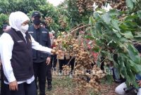 Gubernur Jawa Timur, Khofifah Indar Parawansa saat datangi kebun Klengken di Desa Sugihan (IST)