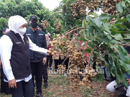 Gubernur Jawa Timur, Khofifah Indar Parawansa saat datangi kebun Klengken di Desa Sugihan (IST)