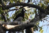 Burung Rangkong tampak lagi santai (IST)