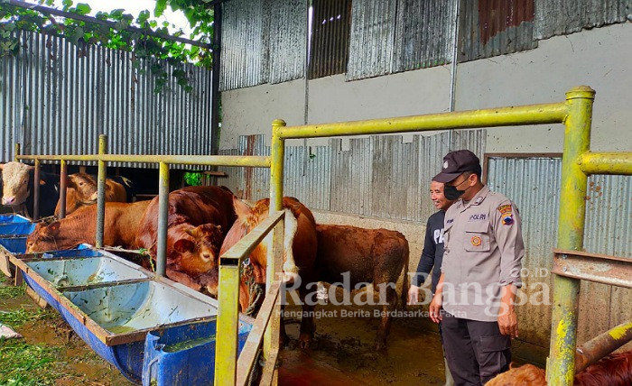 Polres Banjarnegara dan Dinas Terkait melakukan pengecekan ketempat peternakan sapi penduduk, pasar hewan dan tempat penyembelihan sapi
Rabu (11/5/2022).