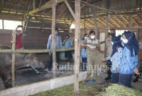  Kapolres Demak bersama Forkopimda melakukan pengecekan terhadap peternakan di Kandang sapi dan Kerbau kelompok tani Makaryo Mulyo Desa Kuncir Kecamatan Wonosalam Kabupaten Demak, Selasa (17/5/2022 ) (IST)