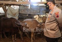 Kapolres Demak AKBP Budi Adhy Buono di peternakan Desa Wilalung, Kecamatan Gajah, Senin (30/5/2022) (Dok Foto IST)