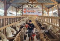 Penyediaan ternak qurban dari Laznas BMH (Dok Foto IST)