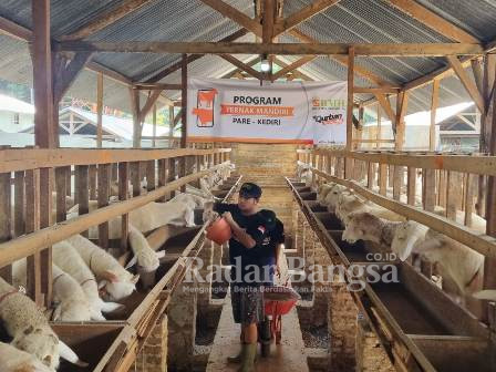 Penyediaan ternak qurban dari Laznas BMH (Dok Foto IST)