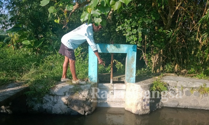 Satimun, Ulu Ulu Banyu (Tuwowo) Saat Mengecek Pintu Air Saluran Irigasi yang Ditutup (Dok Foto Riyaman/RadarBangsa)