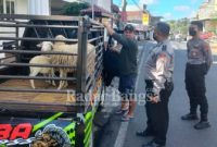 Polres Batu memperketat pengawasan lalu lintas ternak (Dok Foto IST)