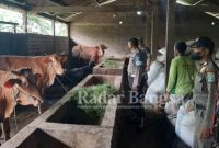 Muspika Kembangbahu saat melakukan pengecekan dan pemantauan di kandang sapi milik warga, Kamis (2/6) (Dok Foto Humas)