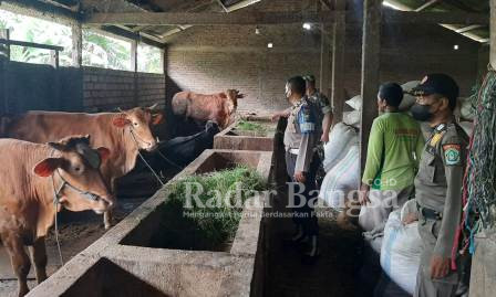 Muspika Kembangbahu saat melakukan pengecekan dan pemantauan di kandang sapi milik warga, Kamis (2/6) (Dok Foto Humas)