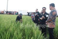 Mentan RI, Syahrul Yasin Limpo yang dampingi Bupati Gowa, Adnan Purichta Ichsan meninjau produktivitas jagung dan padi di Desa Karebasse, Kecamatan Bontonompo, Minggu (26/6/2022) (IST)