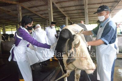 Gubernur Jawa Timur Khofifah Indar Parawansa dan Bupati Sidoarjo melakukan pengawasan langsung ke ternak Sapi haji Kasikin di Desa Tanjungsari, Kecamatan Taman dan ternak sapi milik Kusnadi Desa Wonokarang, Kecamatan Balongbendo, Jumat (17/6) (Foto IST)