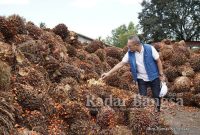 Menteri Perdagangan, Zulkifli Hasan melakukan kunjungan kerja ke Provinsi Lampung, Sabtu (9 Juli). Dalam kunjungan kerja tersebut, Mendag berdialog secara langsung dengan petani sawit di Desa Merak Batin, Kecamatan Natar, Kabupaten Lampung Selatan.