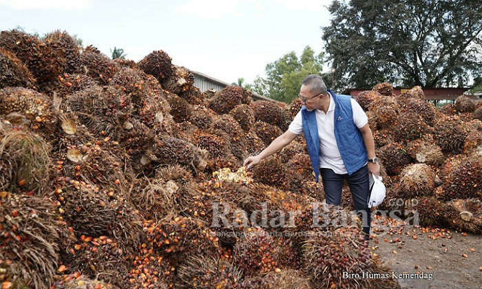 Menteri Perdagangan, Zulkifli Hasan melakukan kunjungan kerja ke Provinsi Lampung, Sabtu (9 Juli). Dalam kunjungan kerja tersebut, Mendag berdialog secara langsung dengan petani sawit di Desa Merak Batin, Kecamatan Natar, Kabupaten Lampung Selatan.