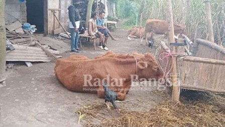  Puluhan hewan ternak jenis Sapi di Dusun Darungan, Desa Wonokerto, Kecamatan Tekung (Dok Foto Riyaman)