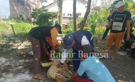  Saat Pelaksanaan Penyembelihan Hewan qurban (Dok Foto Riyaman)