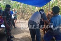 Kegiatan penanganan PMK di kandang peternak. (Dok Foto IST)