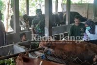 Kapolsek Prambon AKP Sumono saat mengikuti  kegiatan vaksinasi booster pada hewan ternak sapi di wilayahnya pada Rabu (27/7/2022)