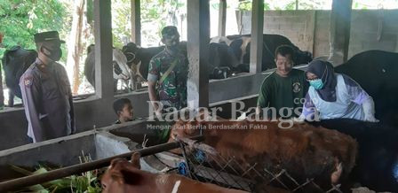 Kapolsek Prambon AKP Sumono saat mengikuti  kegiatan vaksinasi booster pada hewan ternak sapi di wilayahnya pada Rabu (27/7/2022)